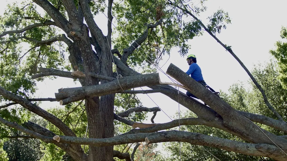 Professional Hazardous Tree Removal performed by certified arborists in South Tamworth