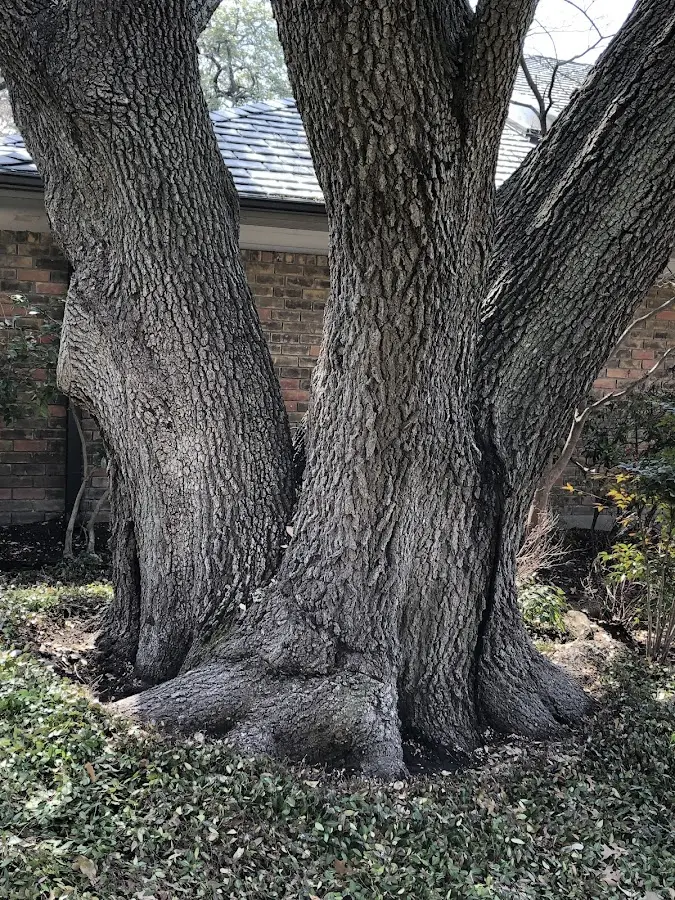 Mature heritage tree close to a South Tamworth property cared for by certified arborists